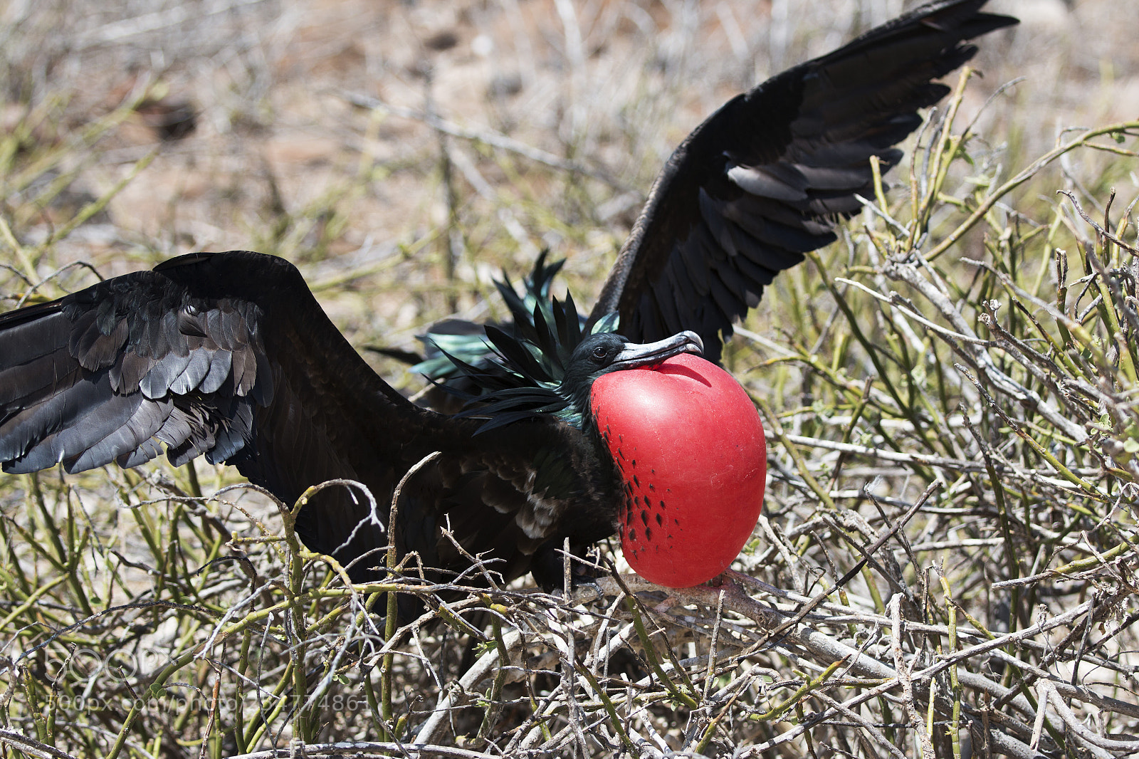 Canon EOS 70D sample photo. Img photography