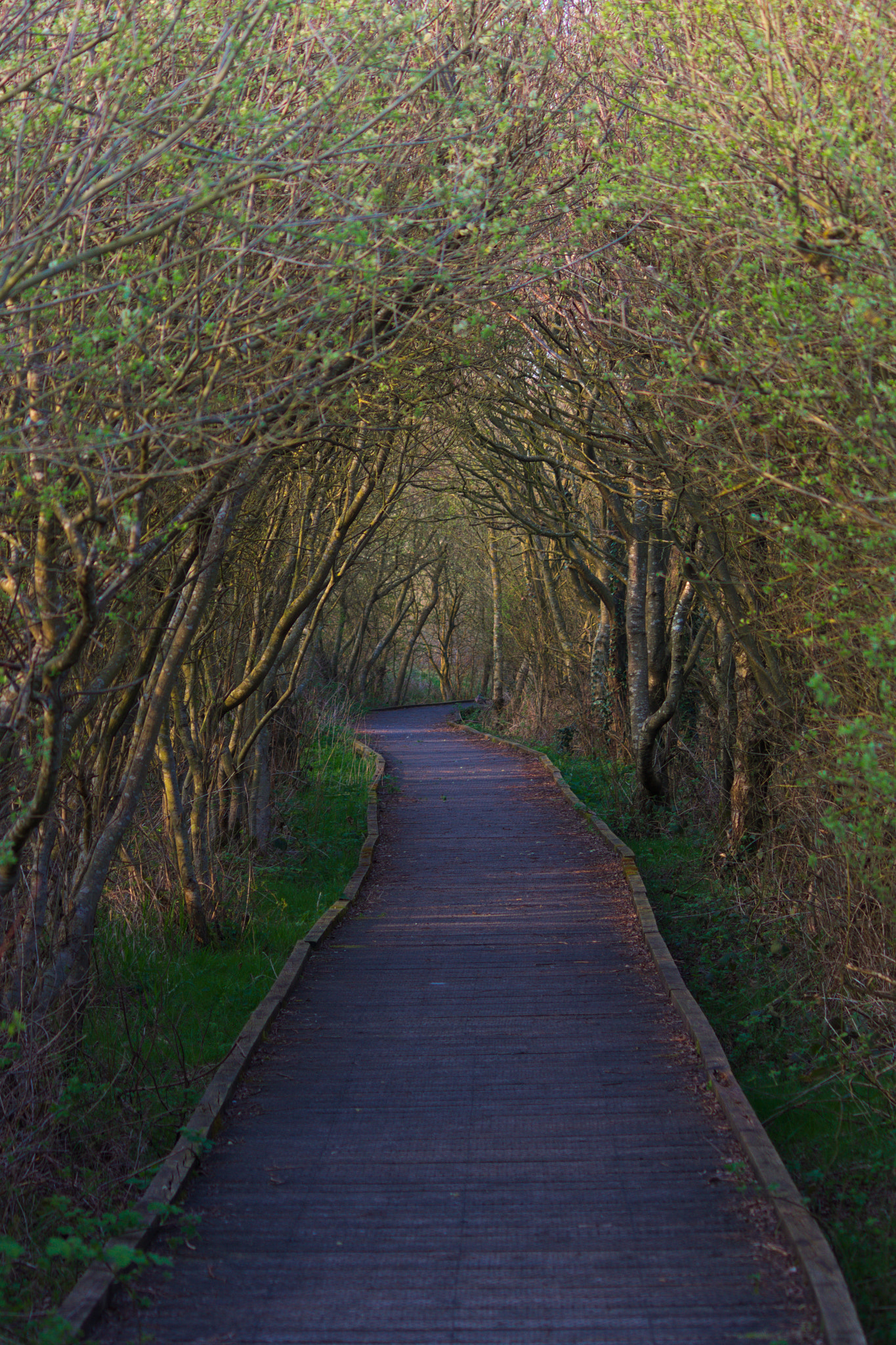 Canon EF-S 55-250mm F4-5.6 IS II sample photo. Magic forest photography