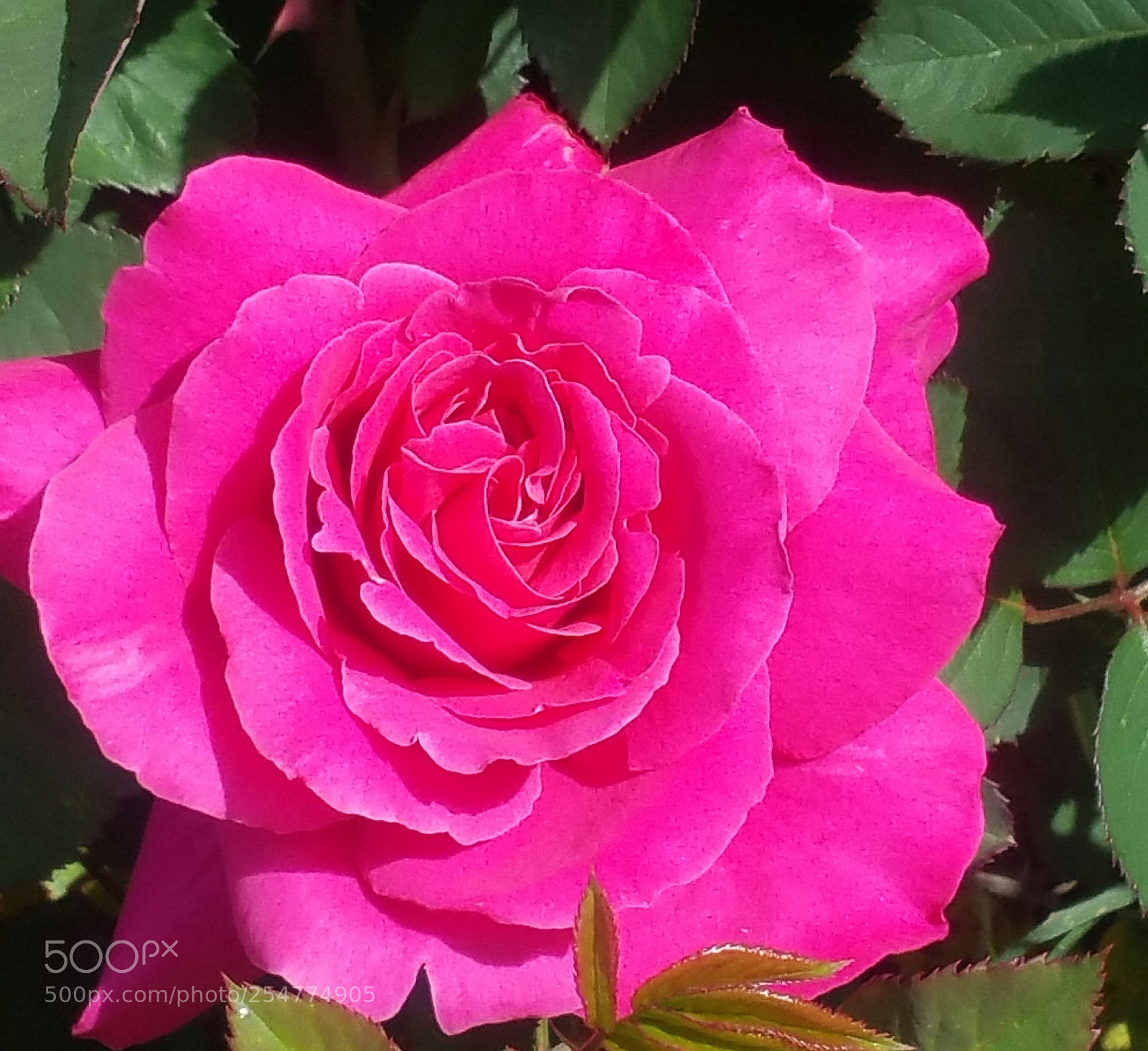 Samsung Galaxy Note4 sample photo. Pink looks good photography