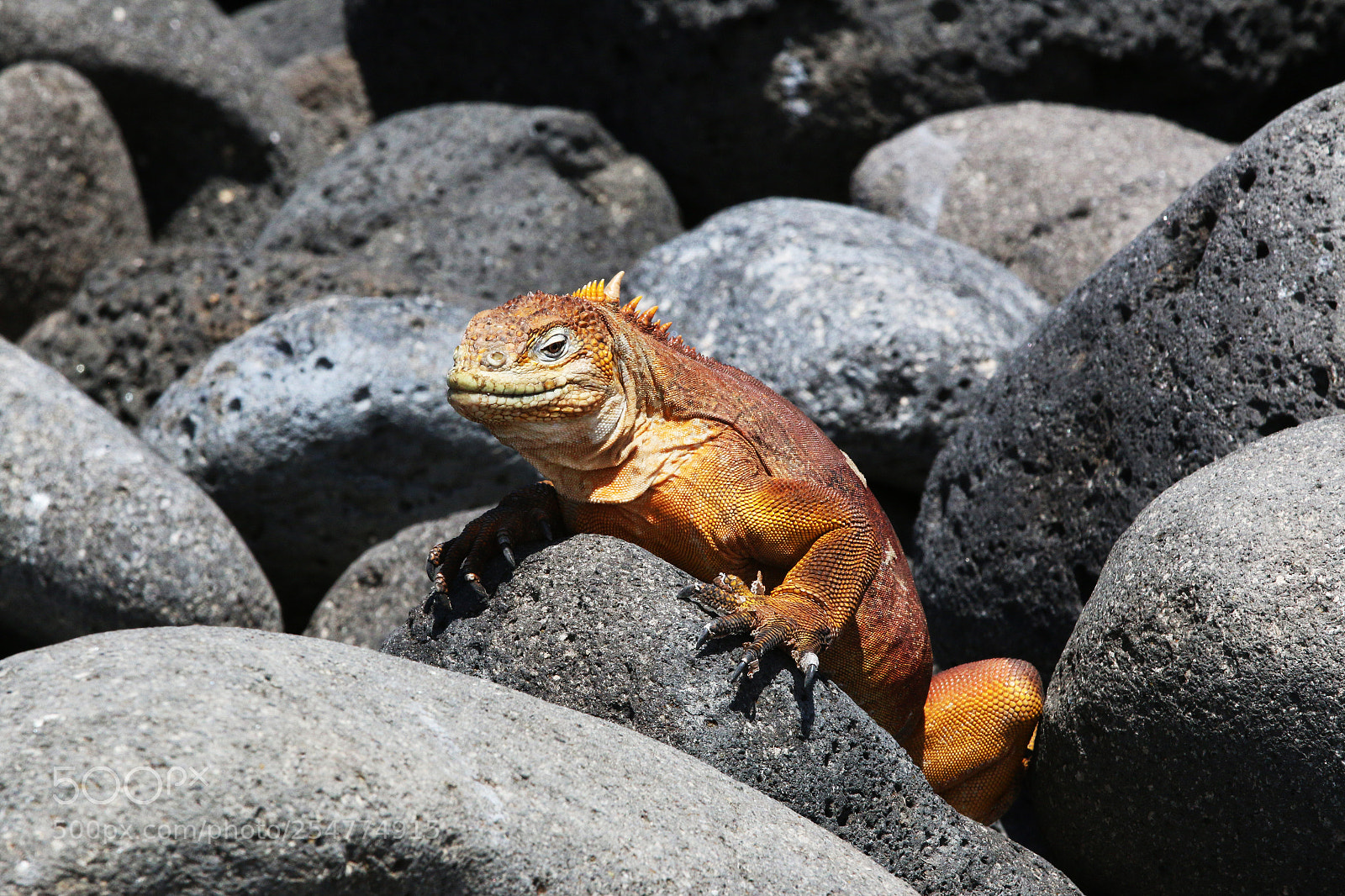 Canon EOS 70D sample photo. Img photography