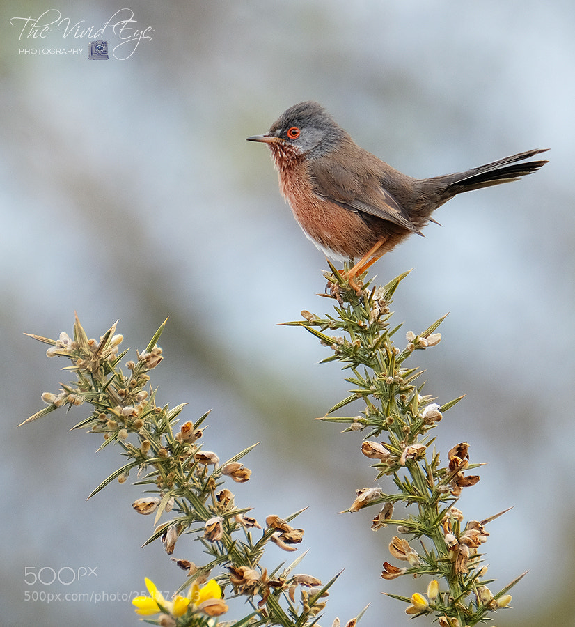 Fujifilm X-T2 sample photo. Dartford warbler photography