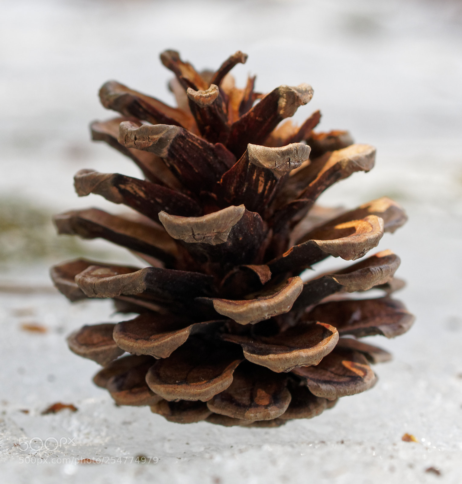 Olympus OM-D E-M5 sample photo. Cone on ice photography