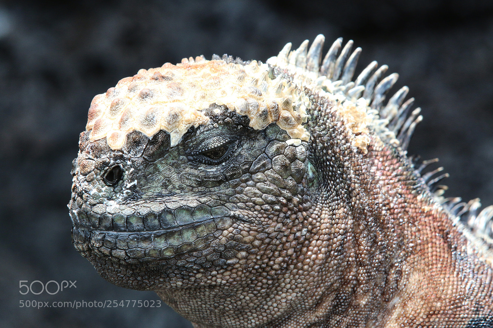 Canon EOS 70D sample photo. Img photography
