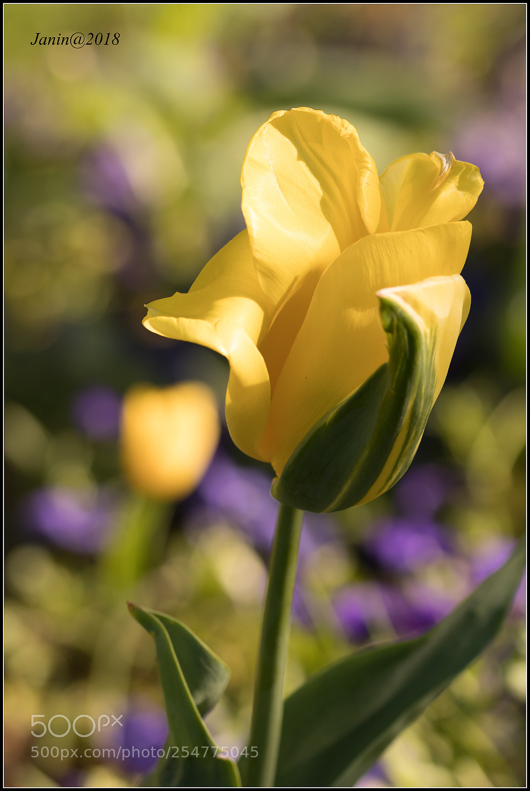 Canon EOS 77D (EOS 9000D / EOS 770D) sample photo. Yellow tulips kissed by photography