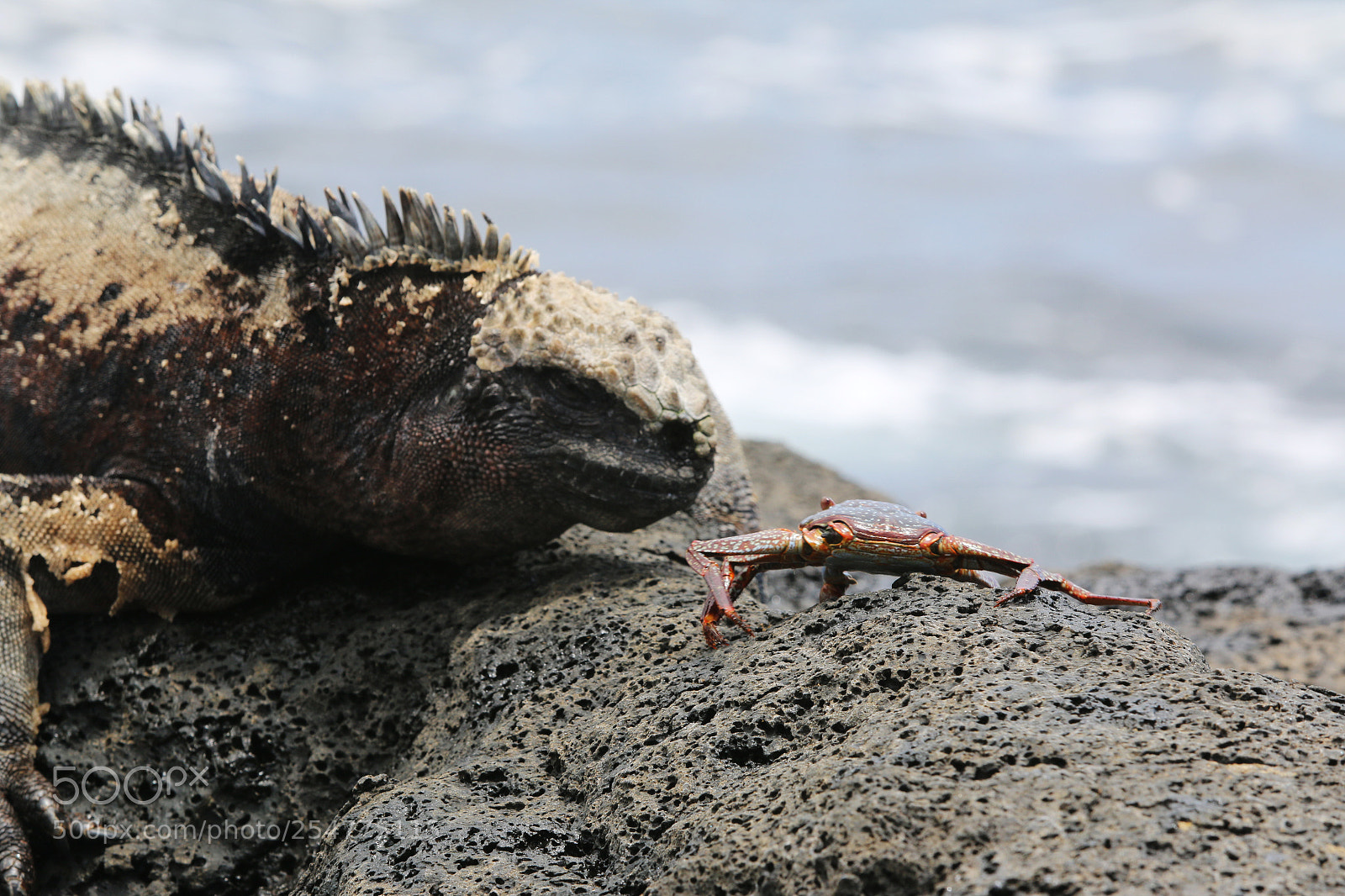 Canon EOS 70D sample photo. Img photography