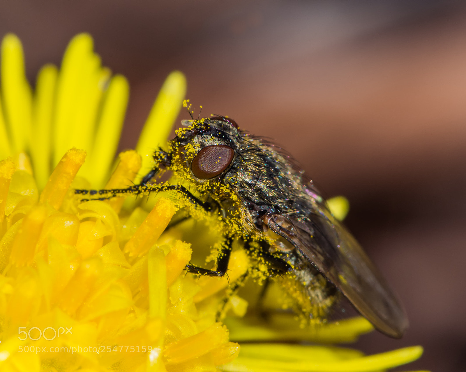 Nikon D7200 sample photo. Fly on coltsfoot photography