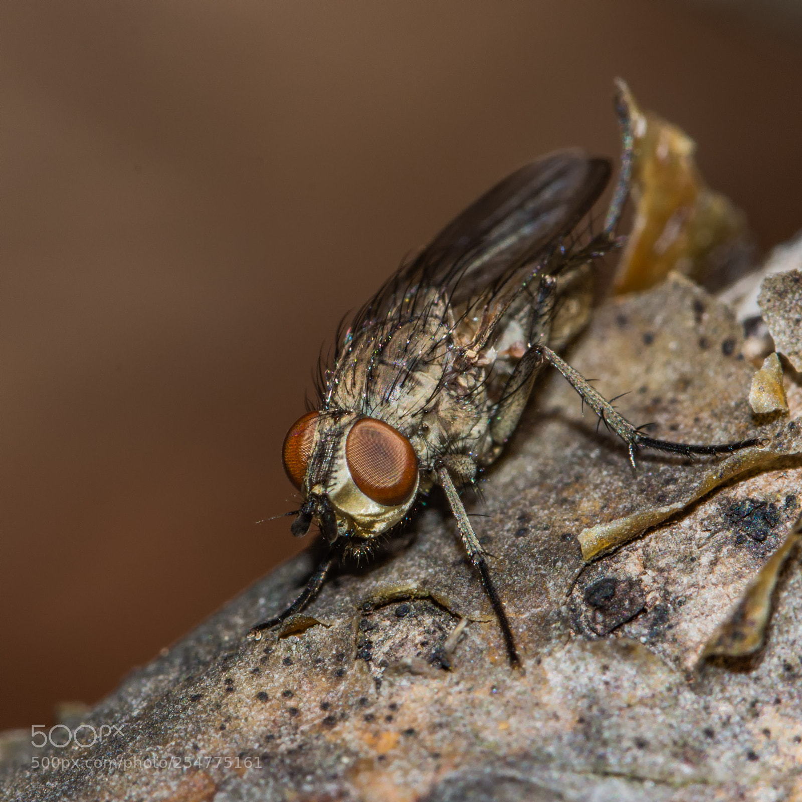 Nikon D7200 sample photo. Fly on a twig photography