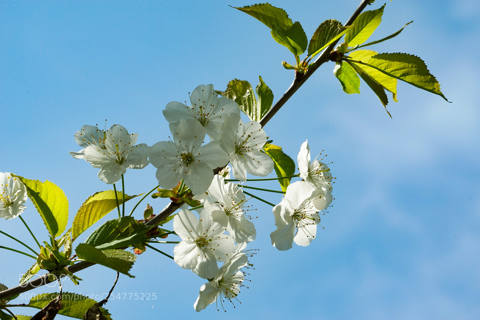Sony a7R sample photo. Frühling photography