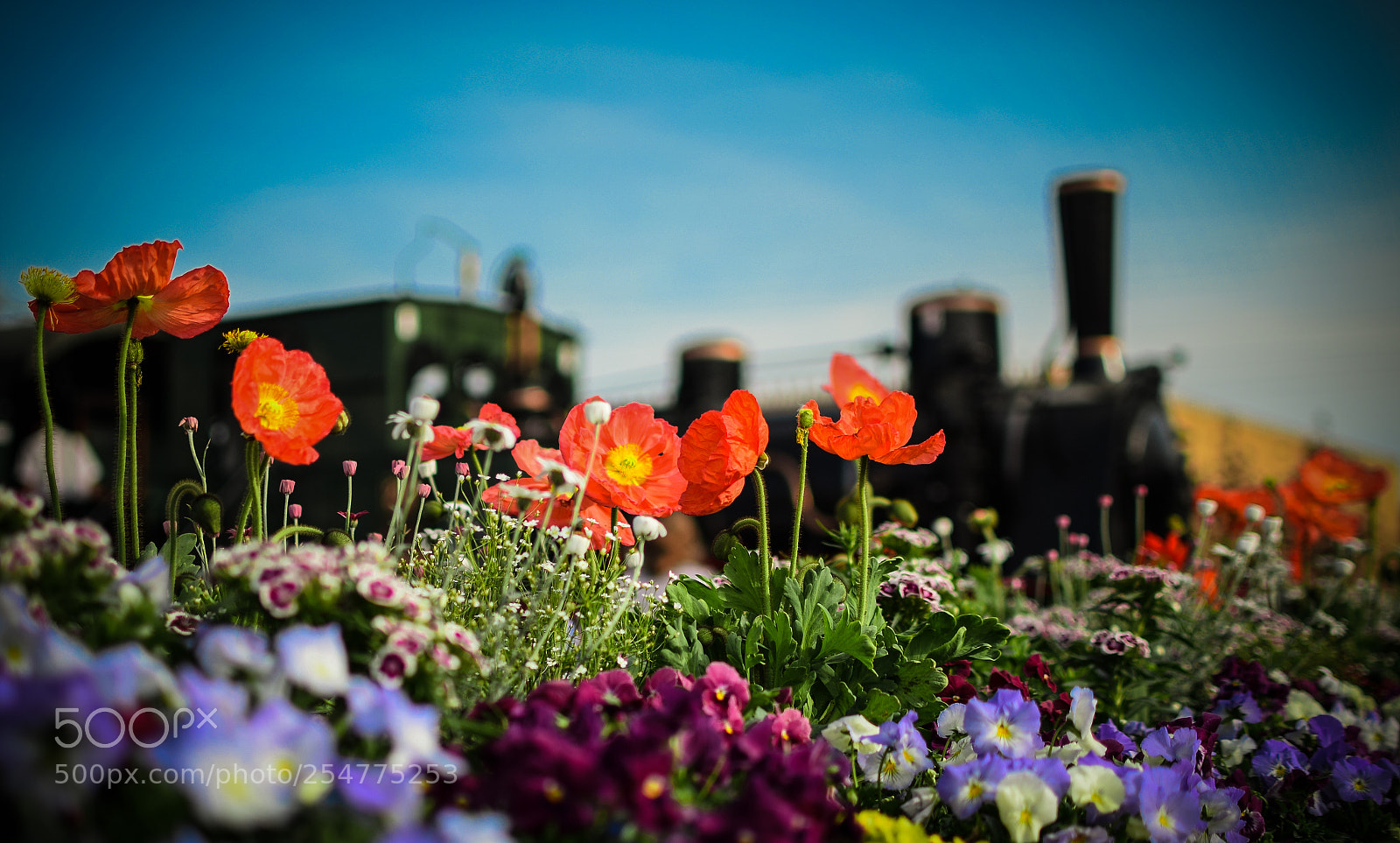 Nikon D5300 sample photo. Steamtrain photography