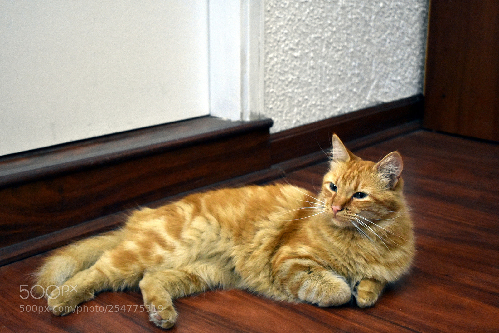 Nikon D3400 sample photo. Kisa photography