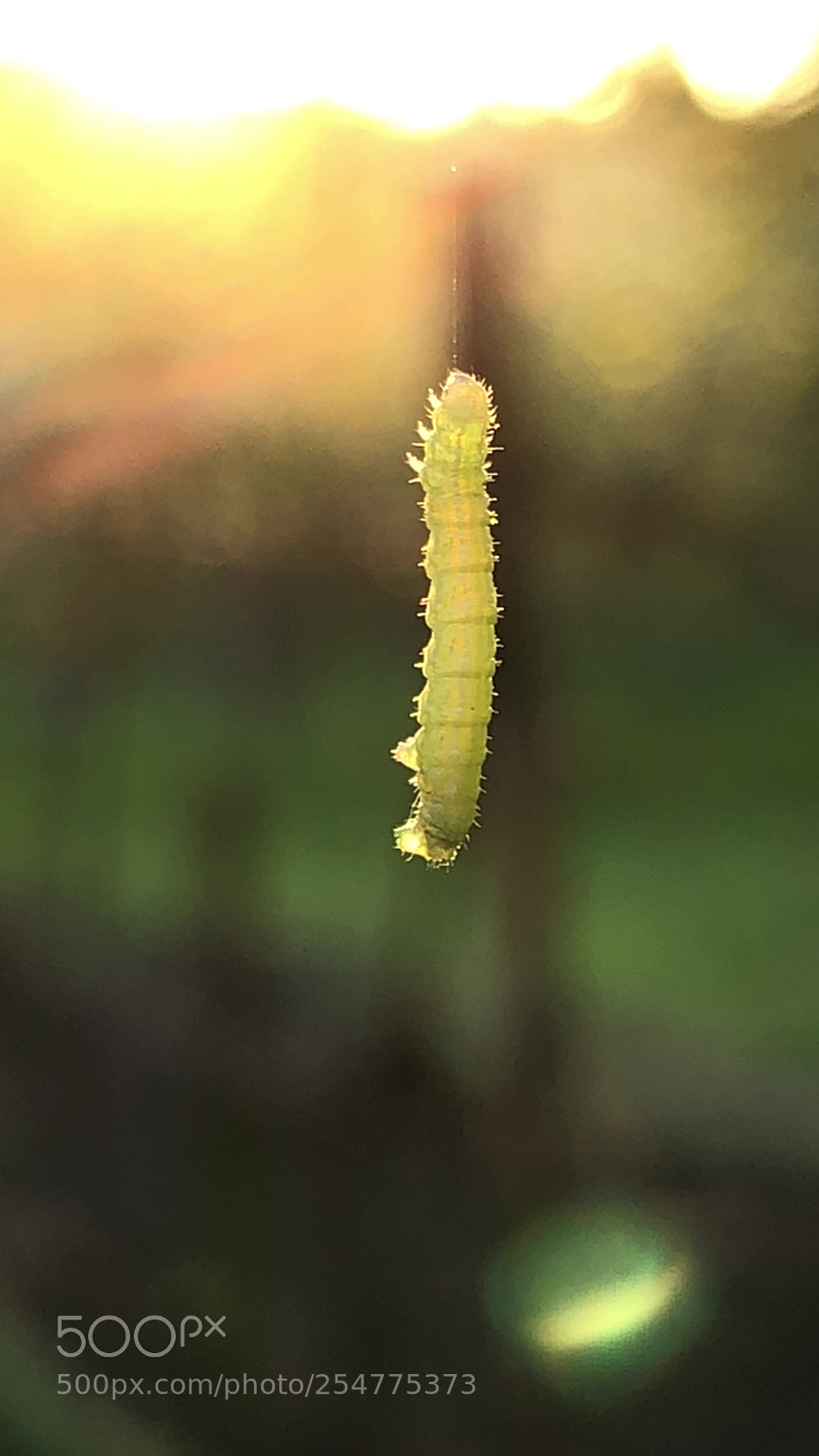 Apple iPhone 8 Plus sample photo. Worm hanging in the photography