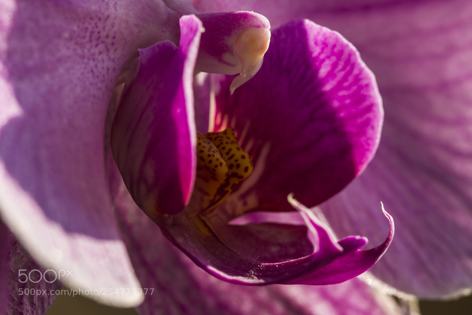 Canon EOS 70D sample photo. Megenta orkİde photography