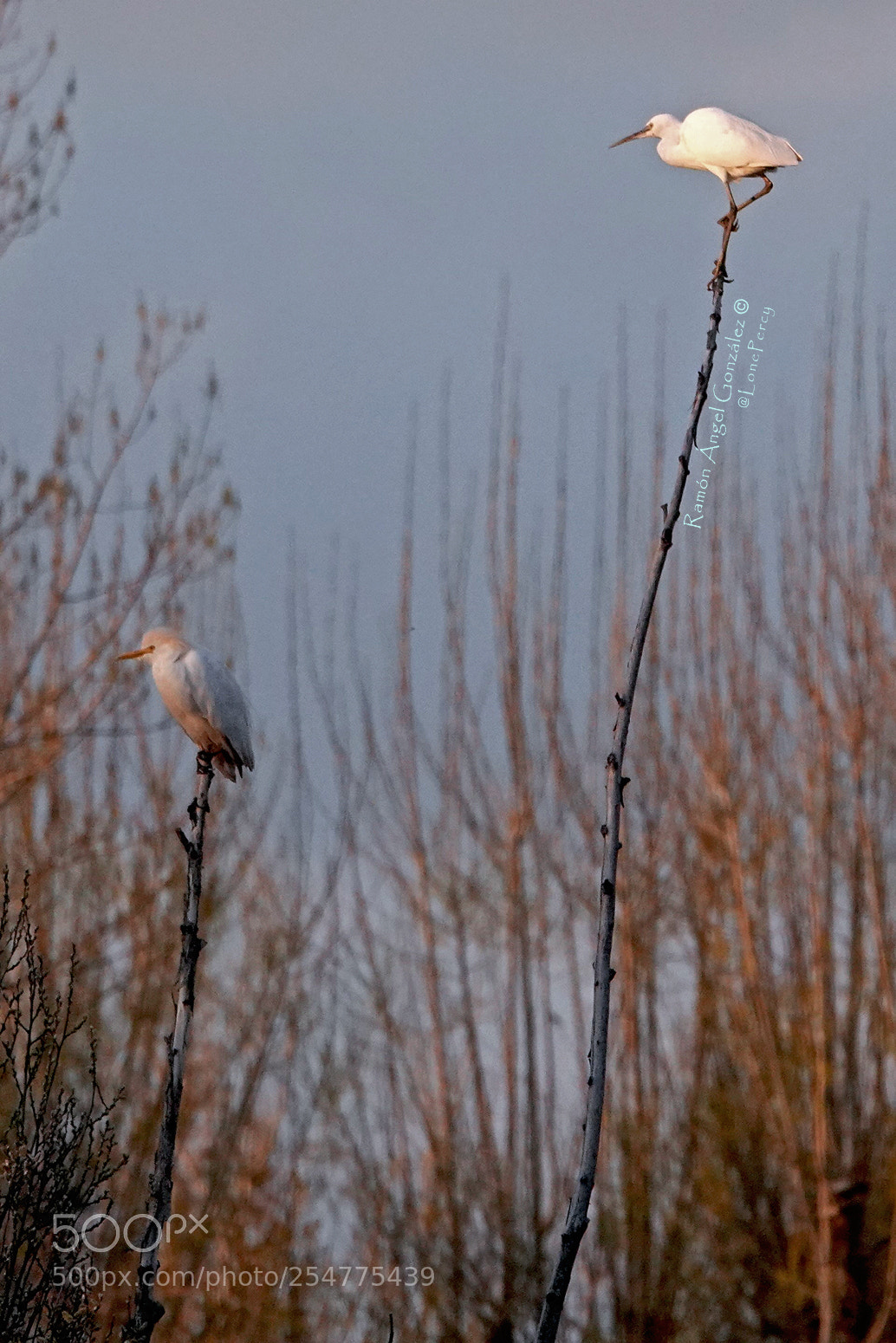 Sony Cyber-shot DSC-RX10 IV sample photo. Little egret and cattle photography