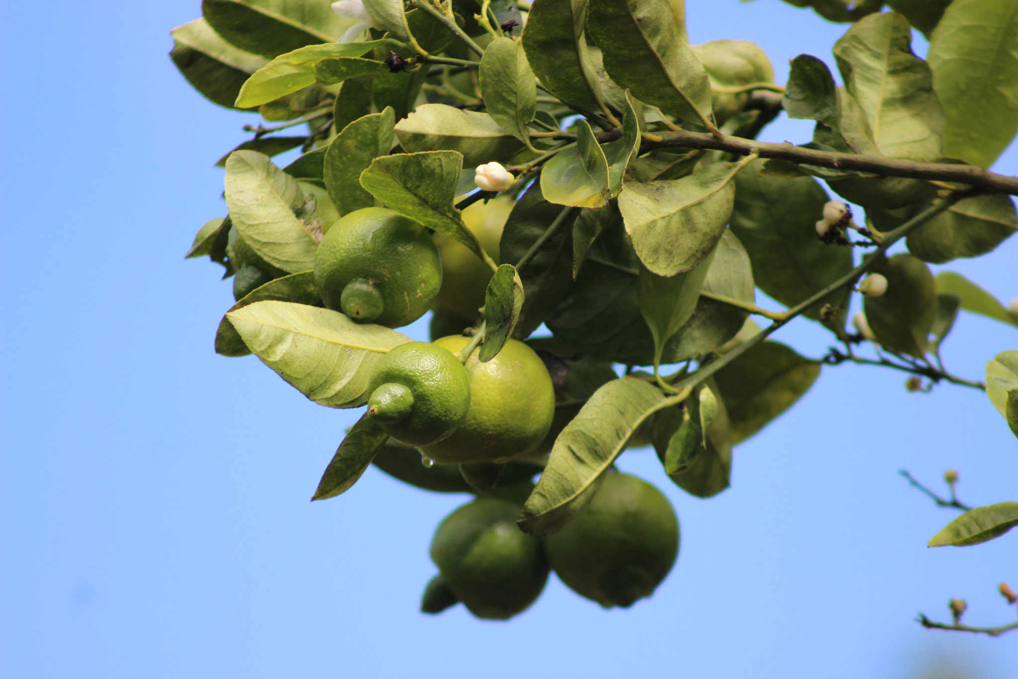 Canon EF 75-300mm f/4-5.6 sample photo. Img photography