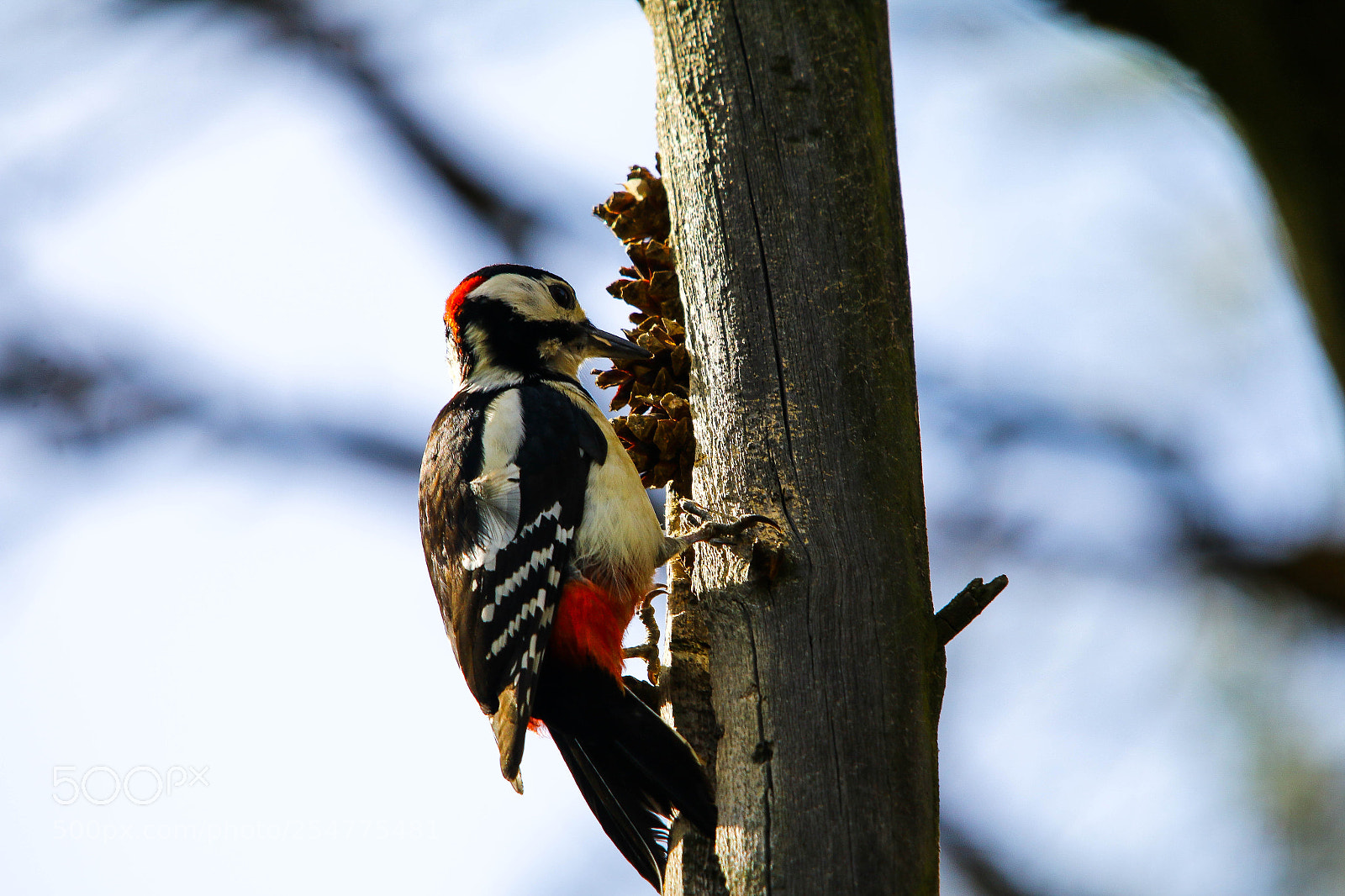 Canon EOS 70D sample photo. Woodpecker photography
