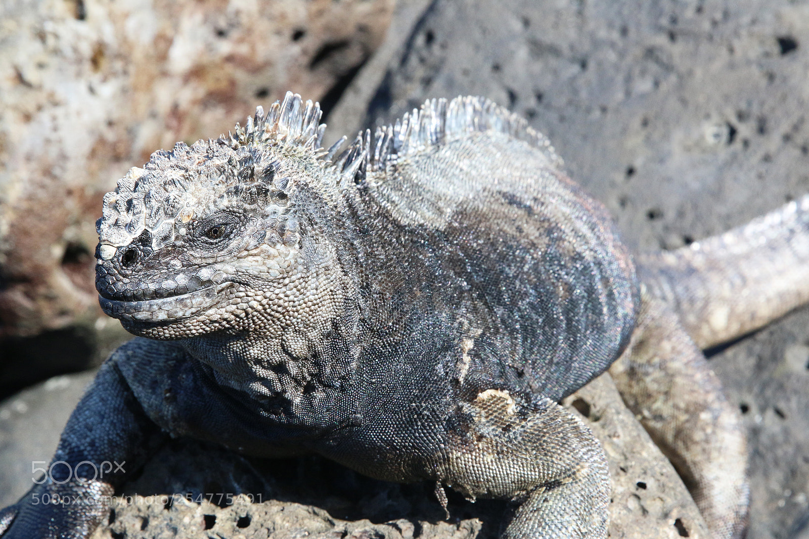 Canon EOS 70D sample photo. Img photography