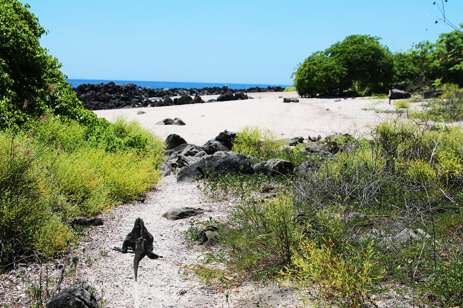 Canon EOS 70D sample photo. Img photography