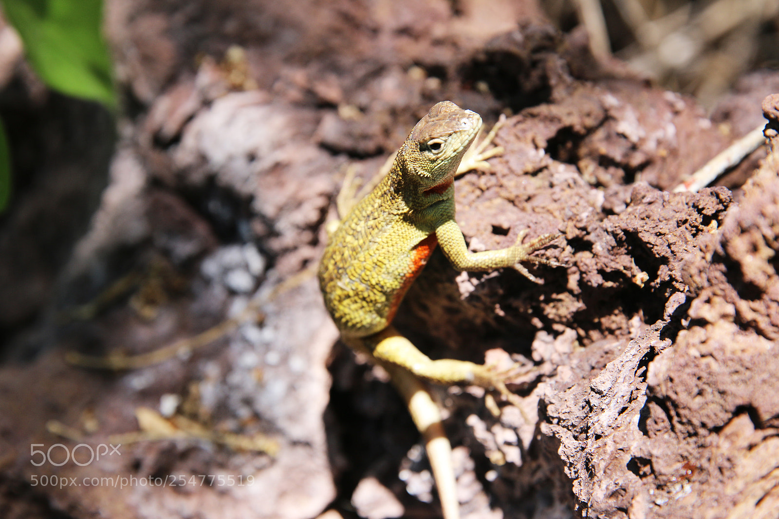 Canon EOS 70D sample photo. Img photography