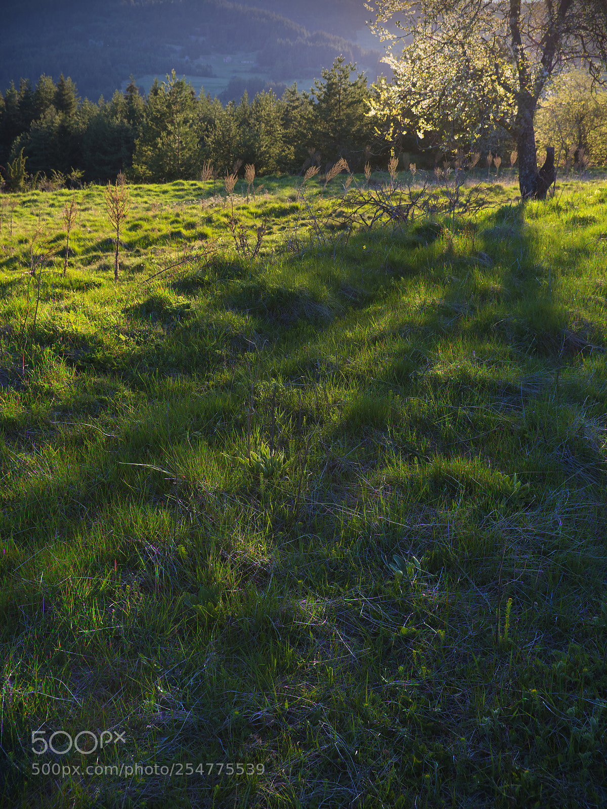 Nikon D5200 sample photo. Spring photography