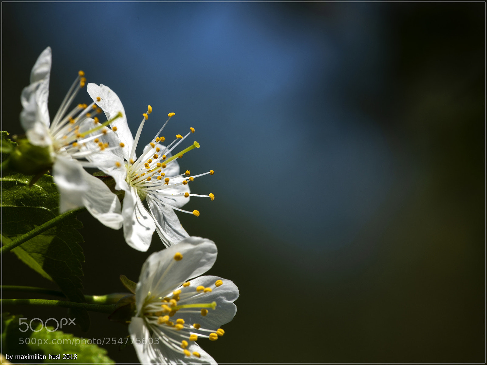 Nikon D850 sample photo. Longing for light photography