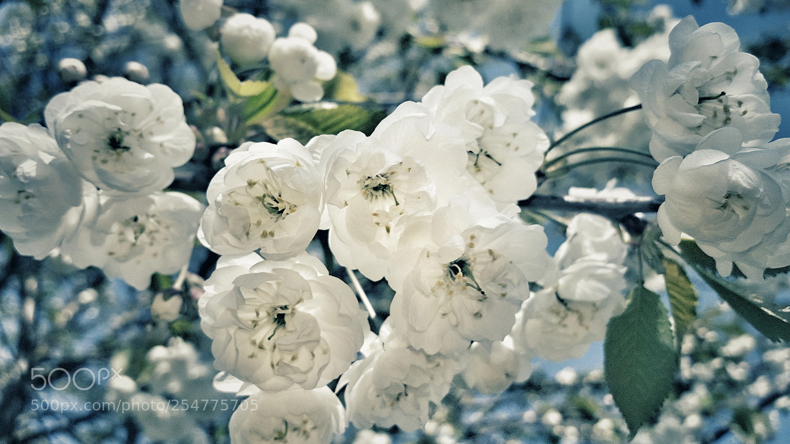 Samsung Galaxy S6 sample photo. Apple blossom photography