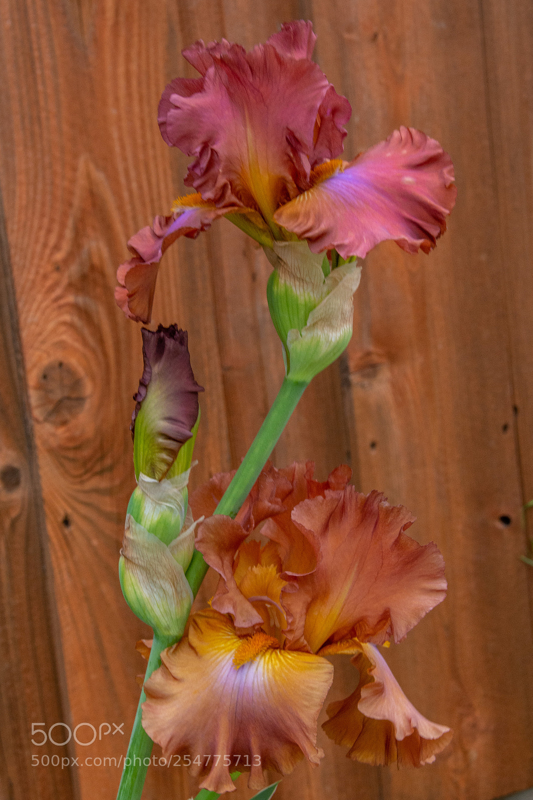 Nikon D7100 sample photo. Iris - rainbow photography