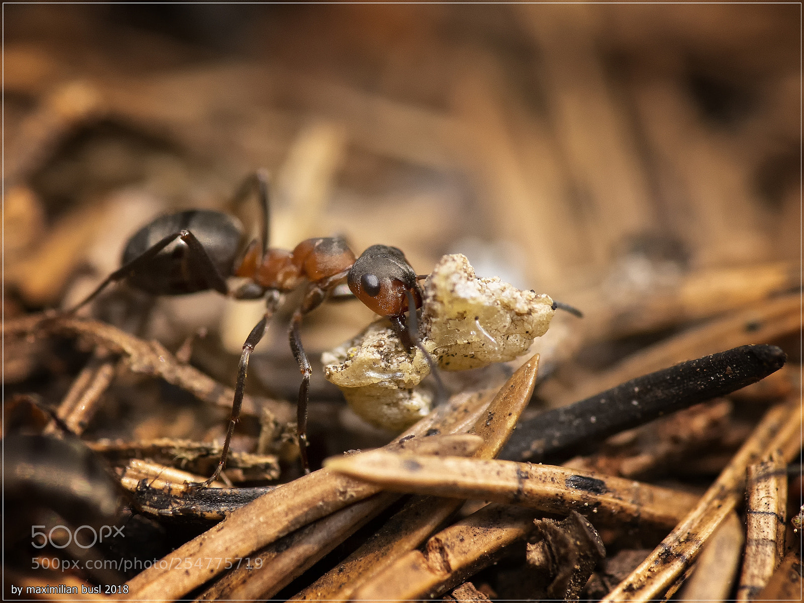 Nikon D850 sample photo. Busy ants photography