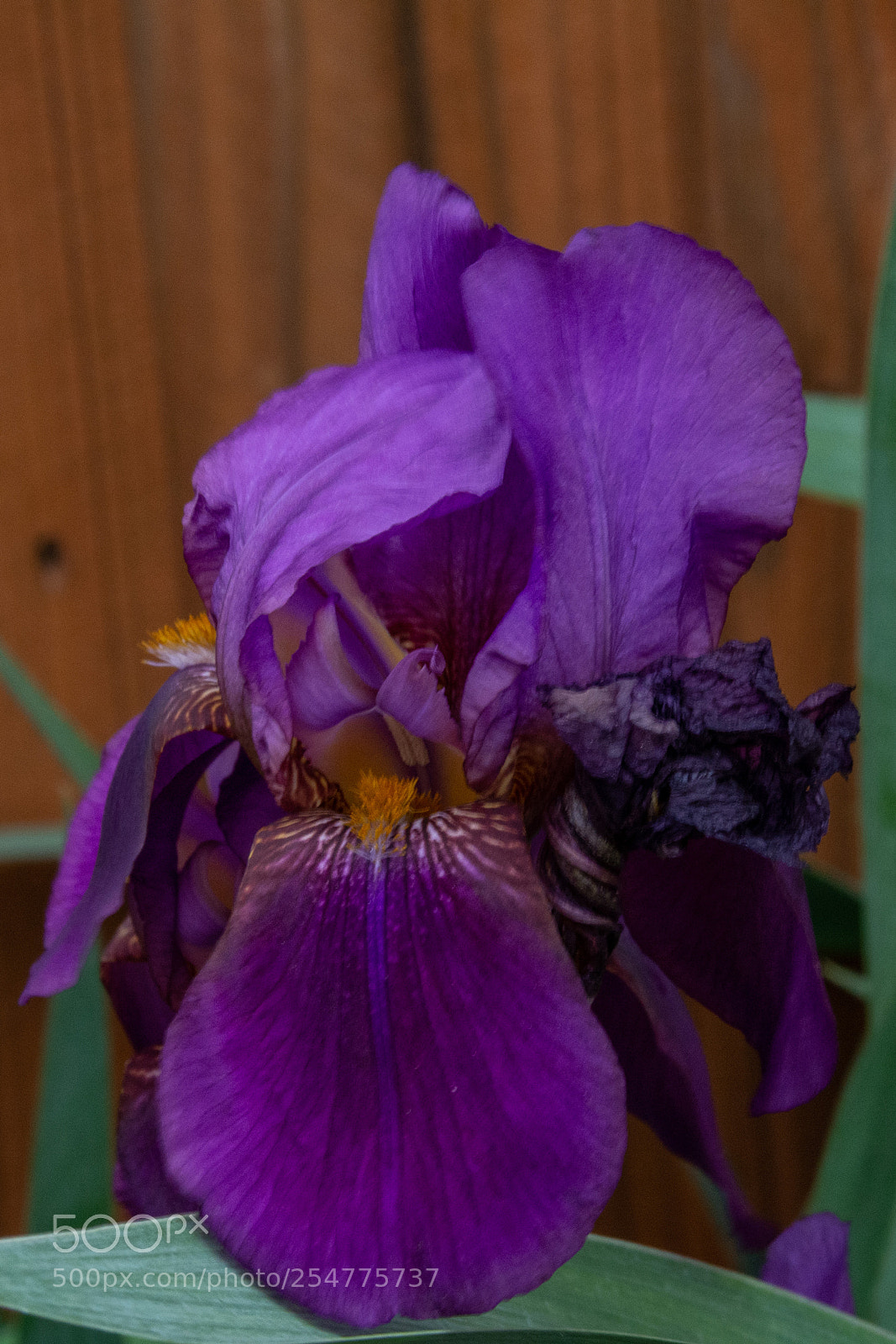 Nikon D7100 sample photo. Iris- purple photography