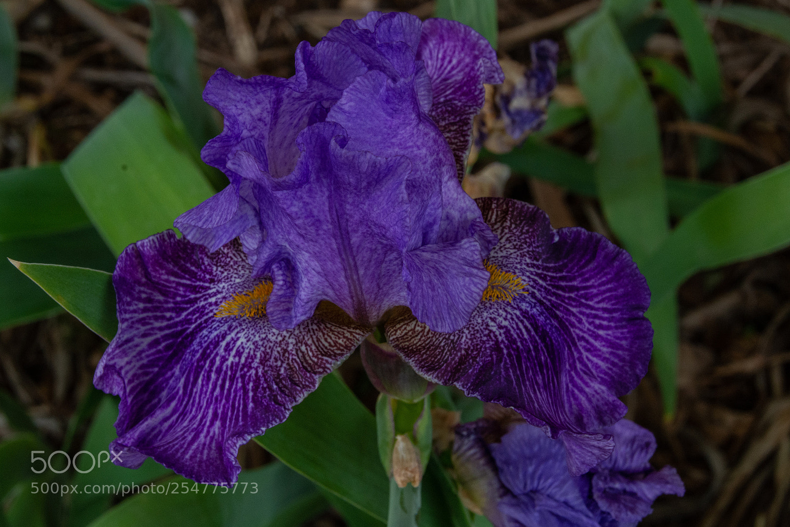 Nikon D7100 sample photo. Iris - blue photography