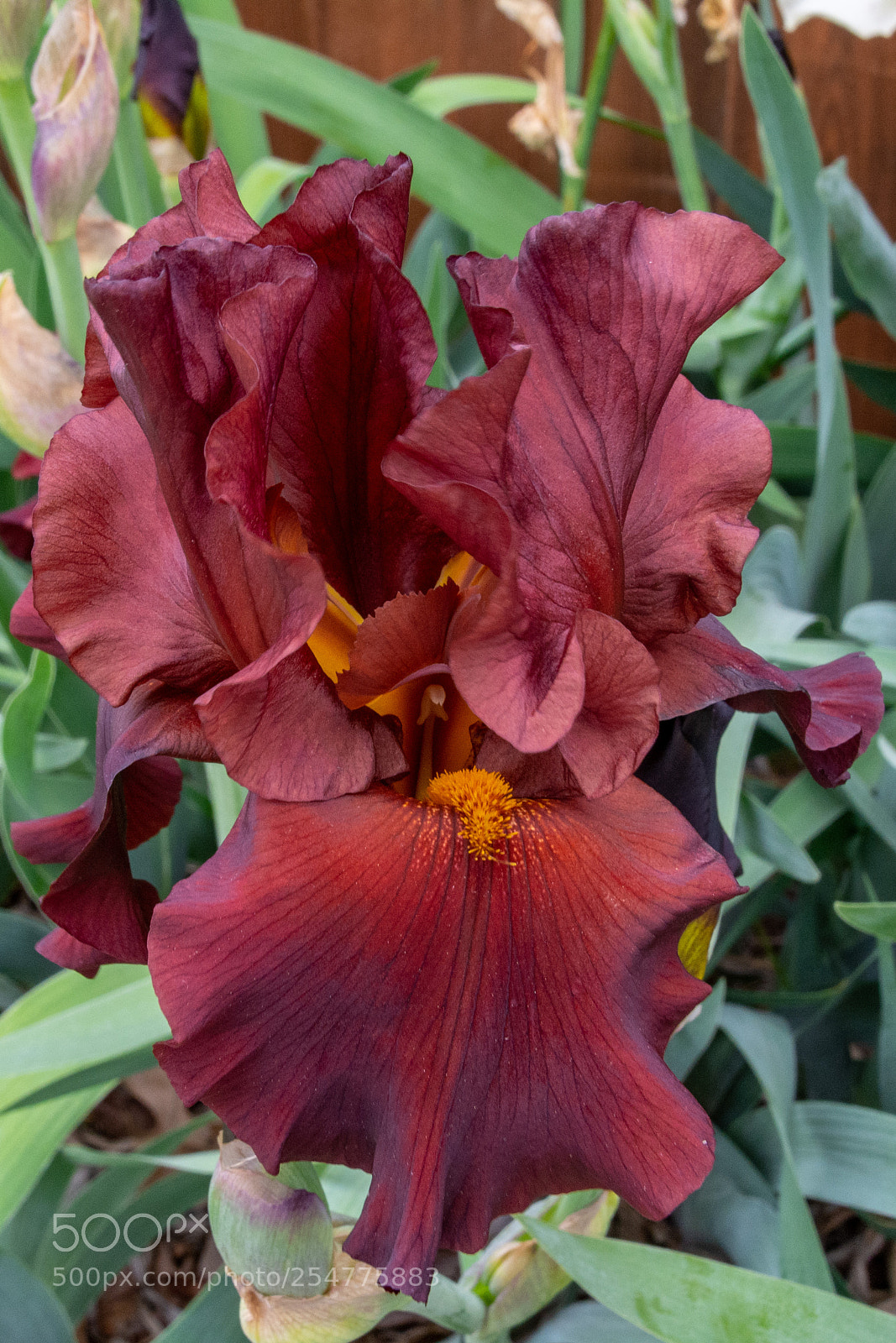Nikon D7100 sample photo. Iris - deep red photography