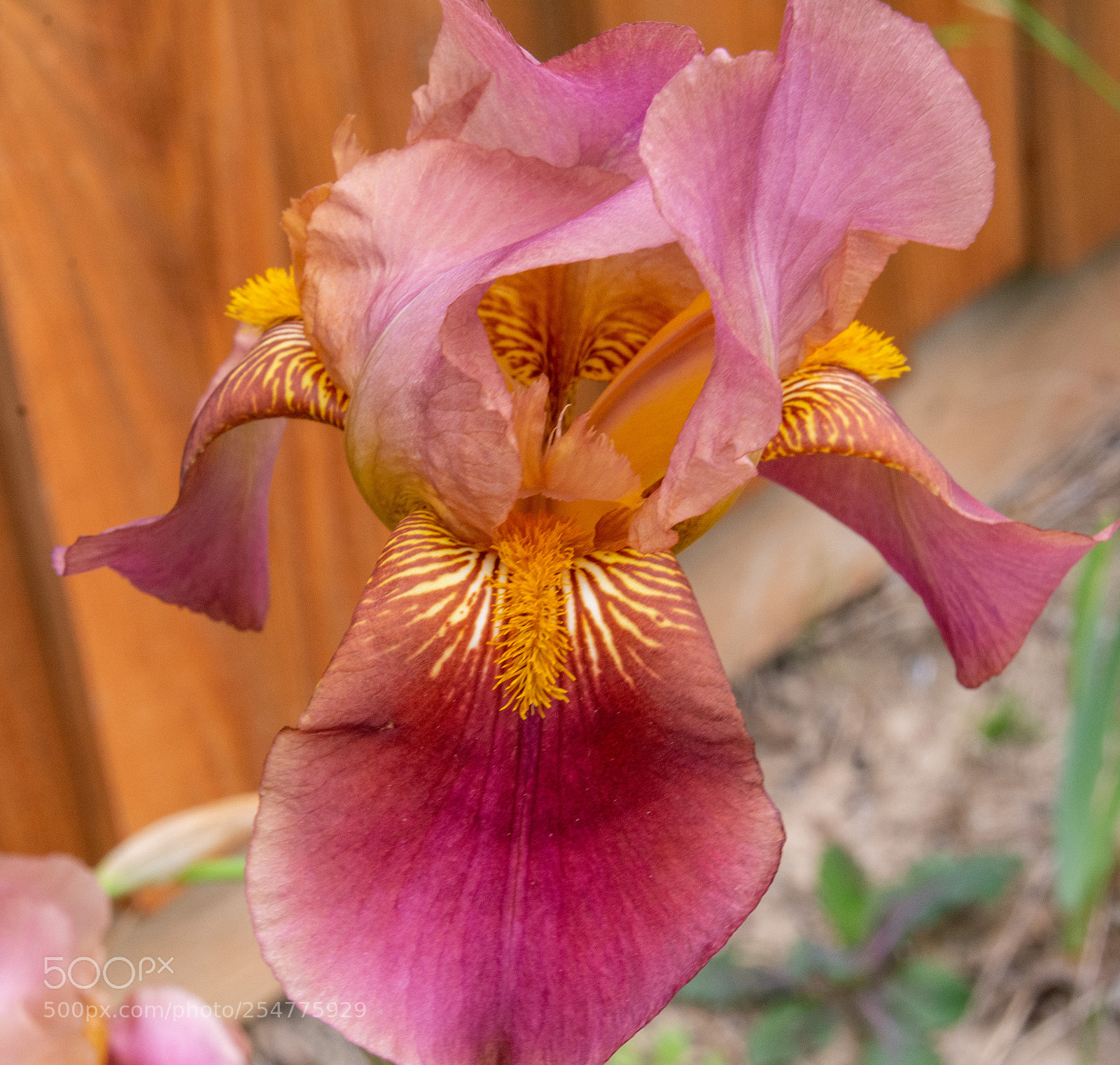 Nikon D7100 sample photo. Iris - say ahh photography