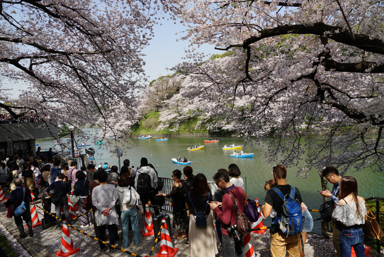 Sony a7 II + Sony FE 24-240mm F3.5-6.3 OSS sample photo. 日本樱花节 photography