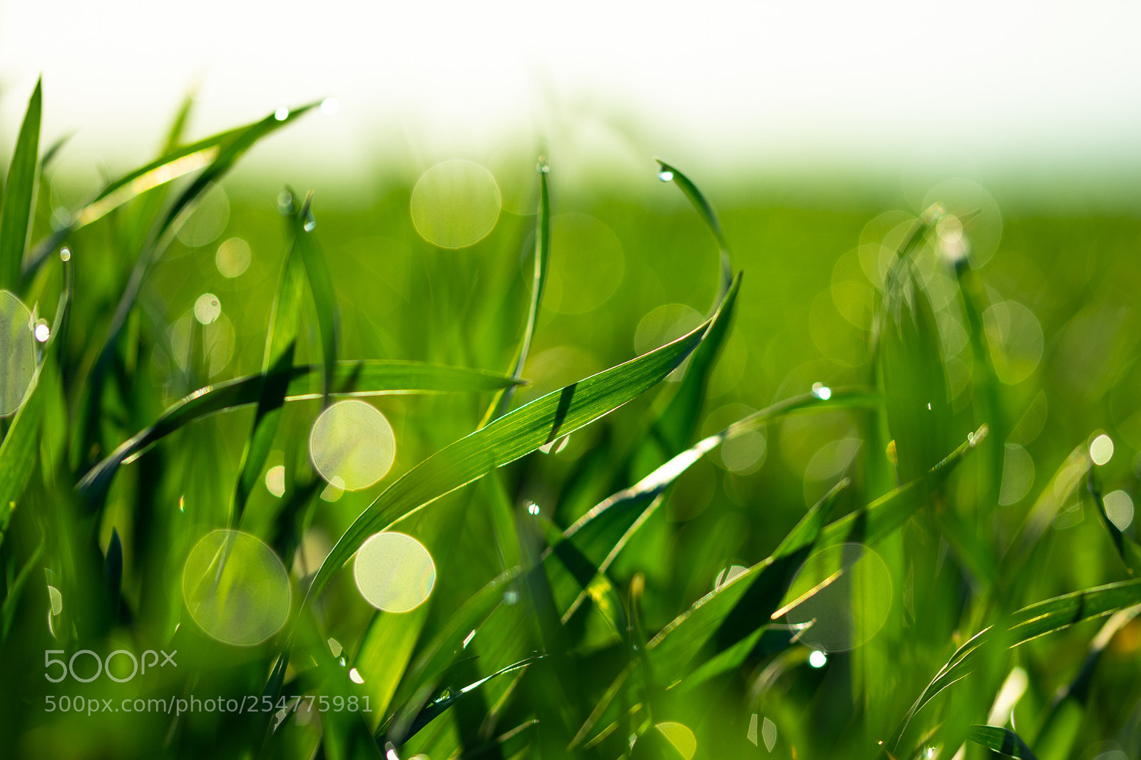 Nikon D7100 sample photo. Morning droplets photography