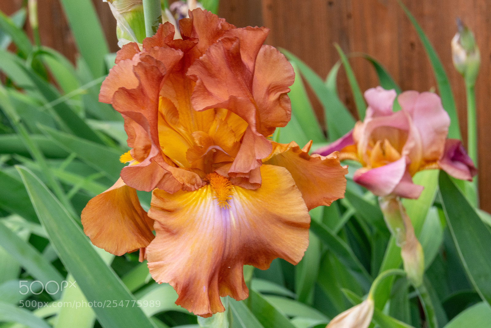 Nikon D7100 sample photo. Iris - colorful photography