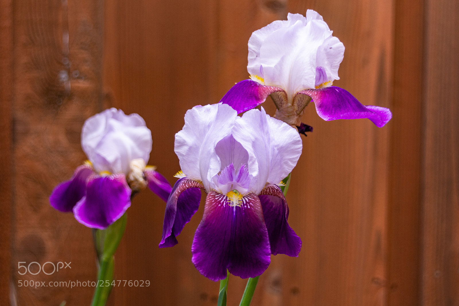 Nikon D7100 sample photo. Iris - two tone photography