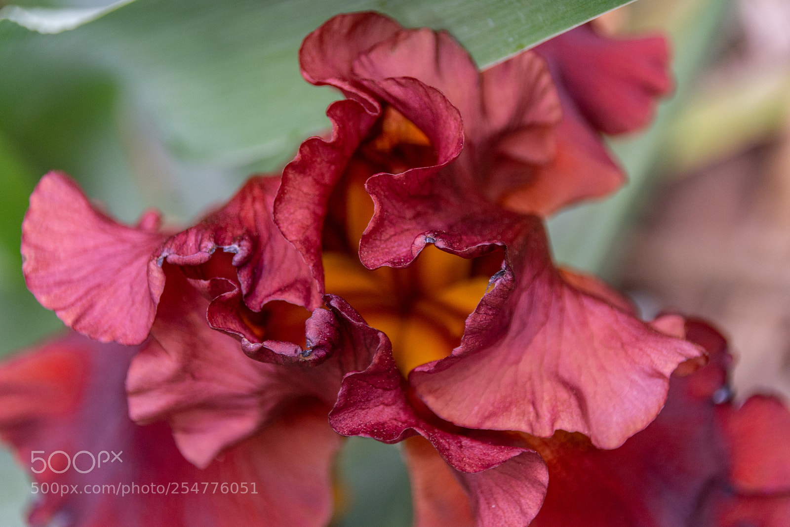 Nikon D7100 sample photo. Iris - a matter photography