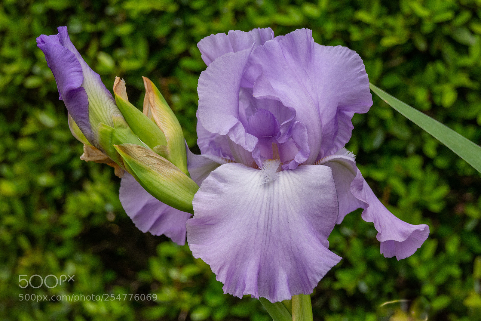 Nikon D7100 sample photo. Iris - imagination photography