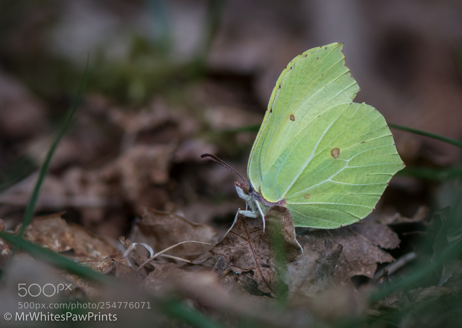 Nikon D7100 sample photo. Brimstone butterfly photography
