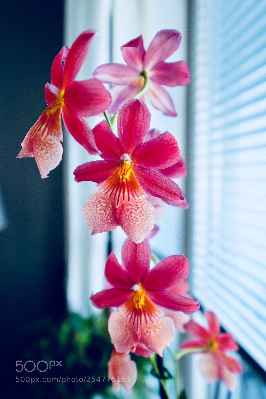 Fujifilm X-T1 sample photo. Orchid photography