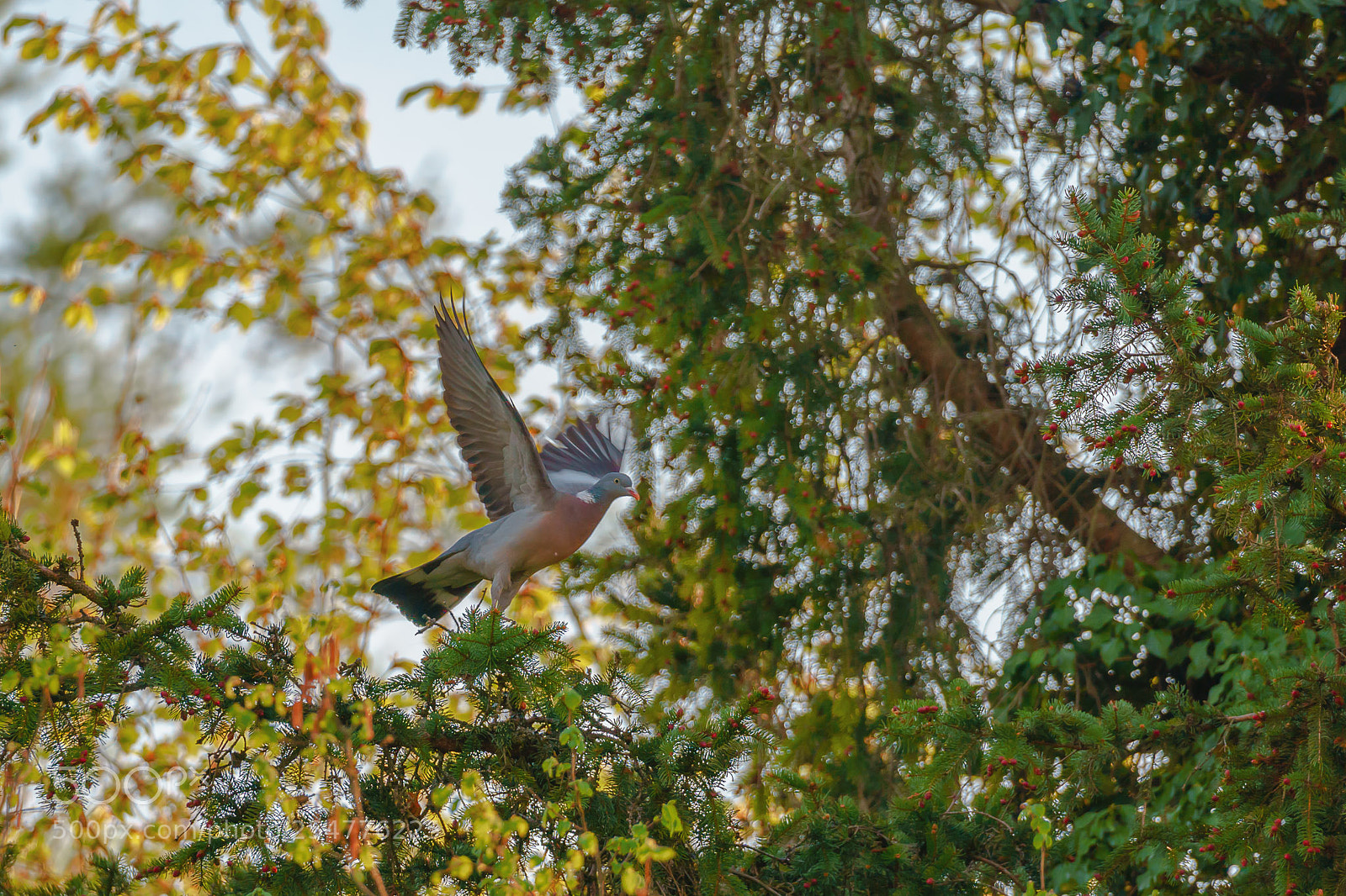 Sony a6500 sample photo. Wild dove photography