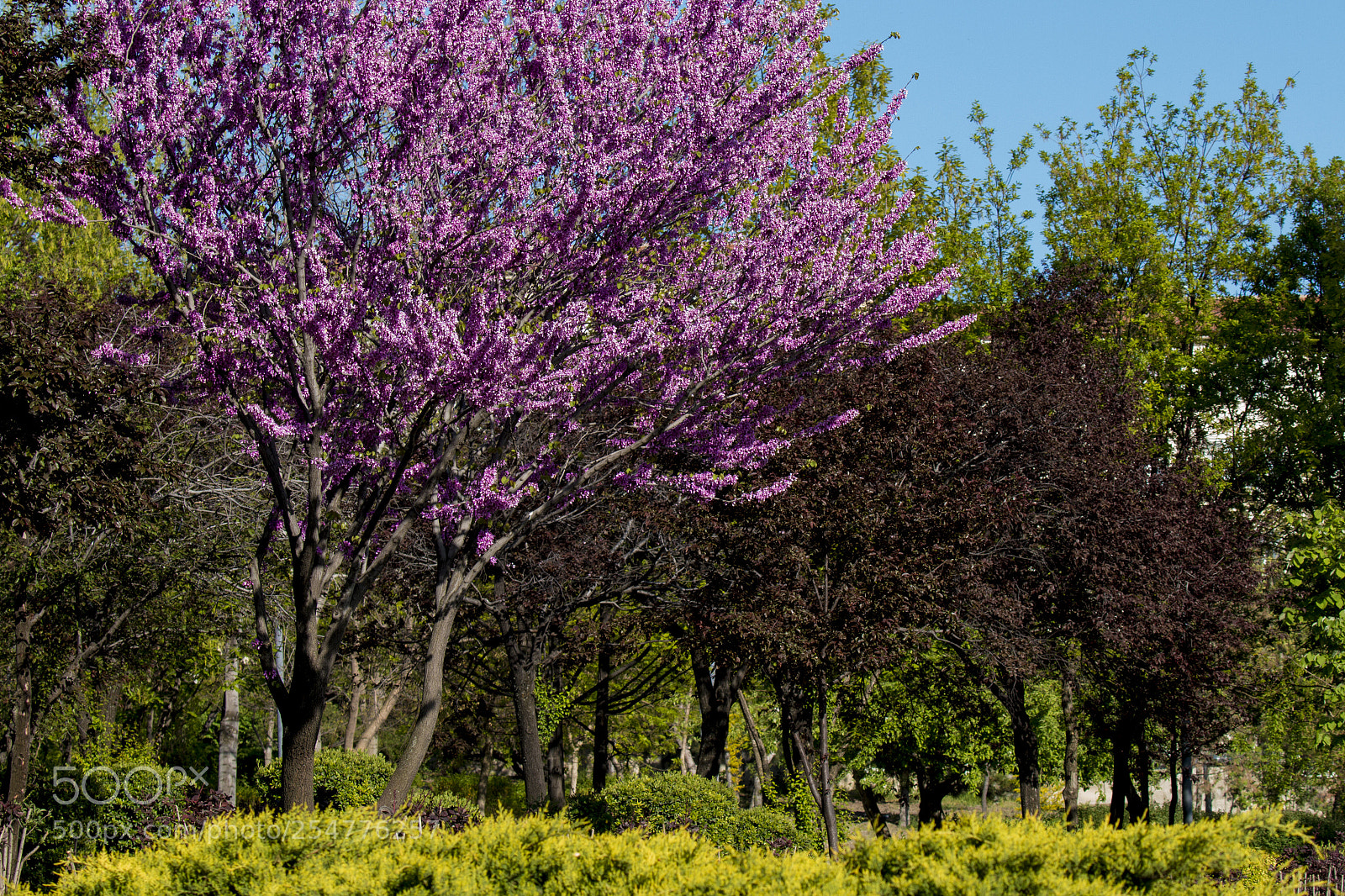 Canon EOS 70D sample photo. Ve bahar gelİr photography