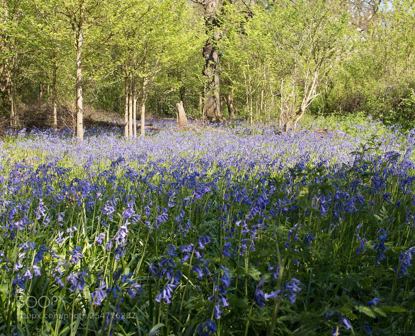 Canon EOS 70D sample photo. Bluebells photography