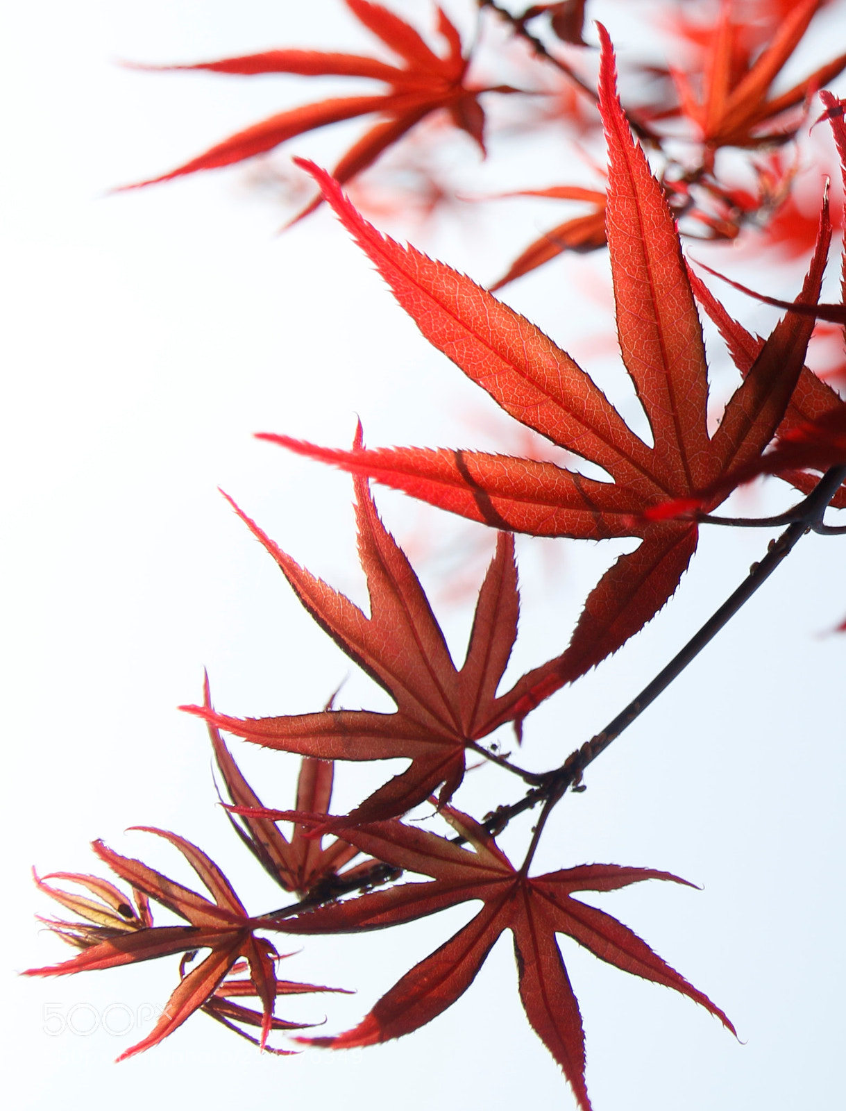 Canon EOS 70D sample photo. Acer tree photography