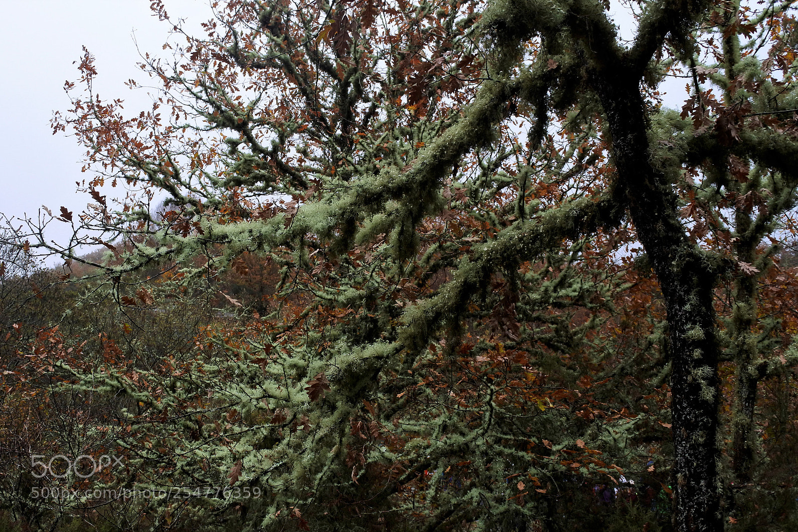 Nikon 1 J5 sample photo. Winter shapes photography