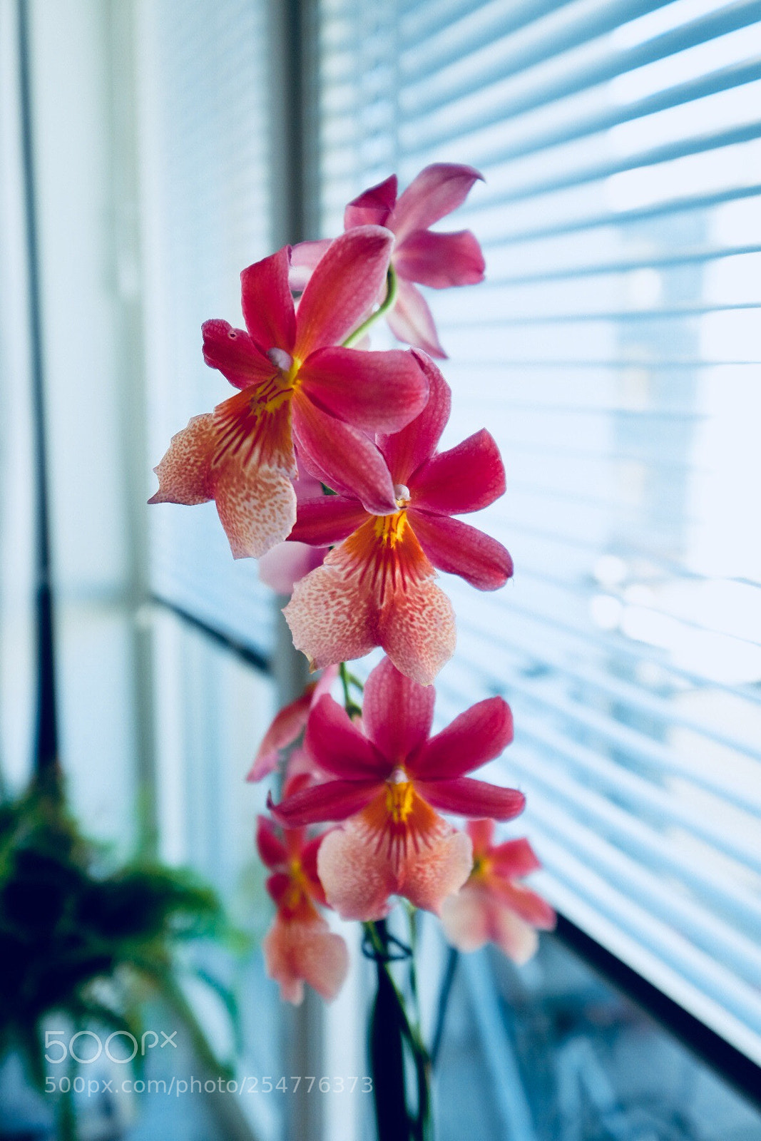 Fujifilm X-T1 sample photo. Orchid photography