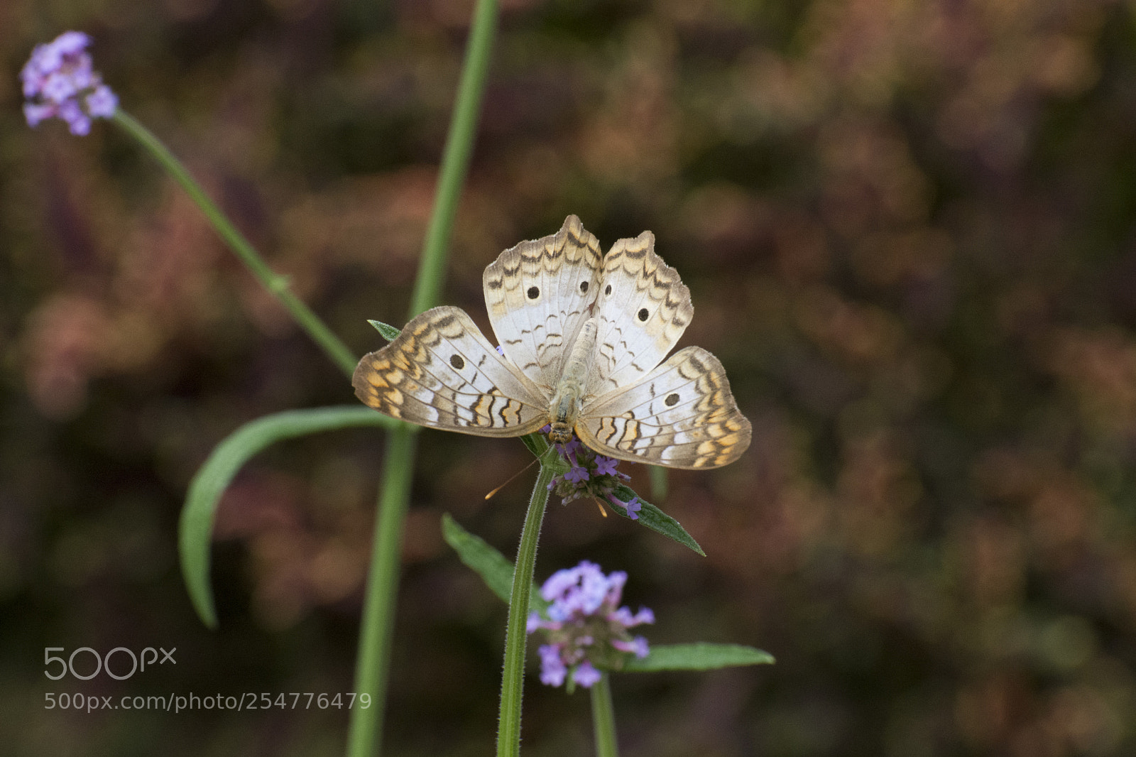 Nikon D7200 sample photo. Butterfly 2018-9 photography