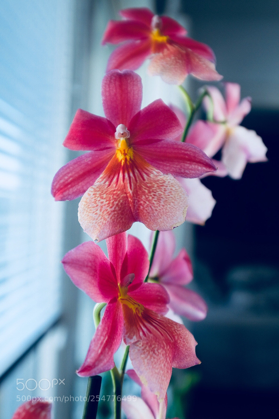 Fujifilm X-T1 sample photo. Orchid photography
