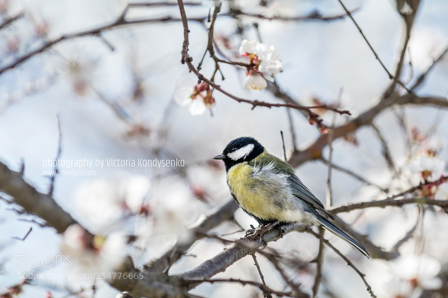 Canon EOS 80D sample photo. Great tit parus major photography