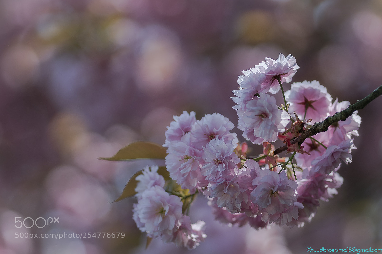 Sony a7 III sample photo. Prunus explosion photography
