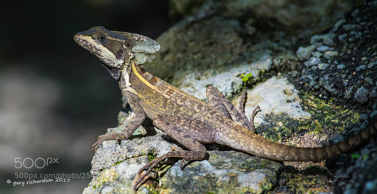 Nikon D500 sample photo. Brown basilisk yucatan mexico () photography